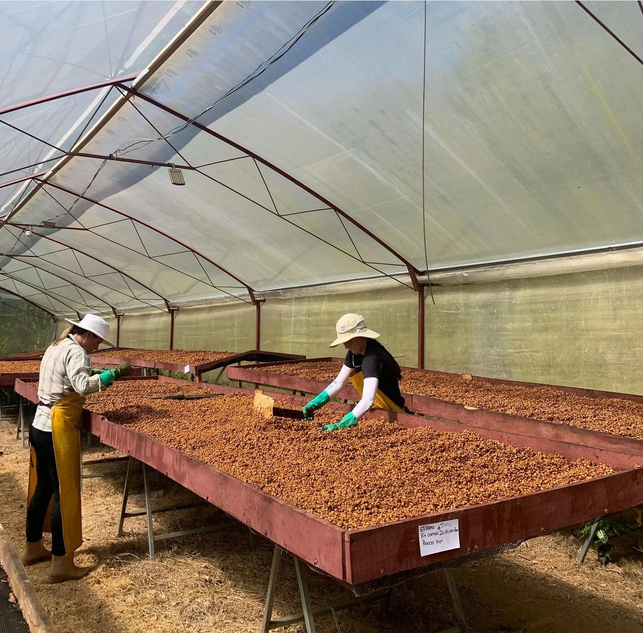 Café Ceres Coffee Tour